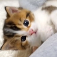 寝る前、飼い主が赤ちゃん猫とふれあった結果…あまりにも『癒されすぎる光景』が26万再生「かわいすぎ」「幸せな気持ちが伝わってくる」