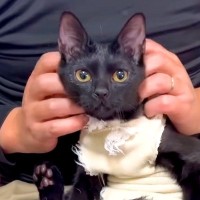 『さわれない』と返されてしまった２匹の猫→服のほつれをハサミで切ろうとしたら…涙あふれる光景に「成長したね」「安心していいんだよ」の声