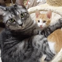 新入り子猫を威嚇していた先住猫が、１週間後……信じられないほどに変化した姿が17万再生「なんてほっこりｗ」「可愛すぎやろおおおおお」