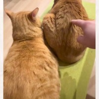 2匹の猫の背中をつついてみると……想像以上の『反応の差』が凄すぎると89万再生「みんなゾクゾクすると思ってたｗ」「何だか凄く笑った」
