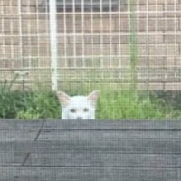 台風の前、庭のデッキから"ひょっこりと顔を出した白猫"→家に迎えてみたら…まさかの光景が74万再生「なんて素敵」「きっと選んだんだね」