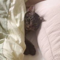 シャワーから戻ったら、『ベッドに入っていた猫』→しゃべり始めて…とんでもなく可愛すぎる光景が139万再生「心臓ぶち抜かれた」「ため息でた」