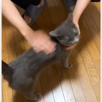 ナデナデがうれしすぎた猫→突然移動し始めたかと思ったら…まさかの『最終形態』が269万表示「ピーンが美しい…」「クリオネコ」と話題