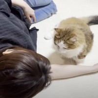 甘えてくる猫に『あっち向いてゴロンして』と言ってみたら…賢すぎる『まさかの瞬間』に「思わず声出た」「母ちゃんうらやましいー」と4万再生