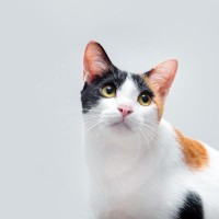 バラエティ豊かな猫の『毛柄』！多彩な色や模様を作り出す4つのカギとは？