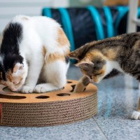 猫にも『知育トイ』はおすすめ！ひとり遊びや留守番時にも役立つ遊ばせ方をご紹介