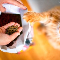 我が家の猫の『適正なカロリー』が知りたい！計算方法や図り方を解説