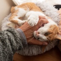猫が何かを『ヤメロ！』と言っているサイン3選　うっかり無視するとどうなる？