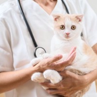 猫が『捻挫』をしているときの4つの兆候と対処法　ケガから守るための予防策も