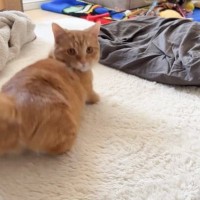 『失礼じゃない…？』近づいてきた飼い主の顔を見た猫→想定外すぎる"リアクション"に爆笑する人が続出「何見たん…笑」「本当に失礼ｗｗ」