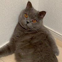 AIで猫を擬人化→可愛くなると思ったら…想定と違いすぎる『衝撃の結果』に「今まで見た中で一番笑ったｗ」「しっぽついても可愛くならないｗ」