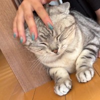 娘に撫でられているときはニッコニコの猫→ママが撫でると…想像以上の"違い"が笑えると63万表示「別猫かと思ったｗ」「差がでまくりｗ」