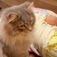 床で爆睡している小さな女の子→飼い猫が発見し、次の瞬間…予想外の『可愛すぎる行動』に「信頼してる証だね」「気づいてないｗ」と反響