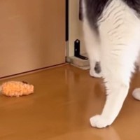 猫がネズミのおもちゃを置いていったと思ったら…ツッコミどころ満載な『まさかの瞬間』が14万再生「あ、あとちょっとｗ」「可愛すぎるｗ」