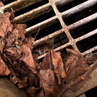 『廃墟の中から子猫の鳴き声』が聞こえて探してみた結果…奇跡の出会いに涙が止まらないと10万再生「素晴らしい」「救ってくれてありがとう」