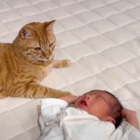 赤ちゃんのことを『ずっとそばで見守っている猫』→泣きはじめると…まさかの行動が可愛すぎると35万再生「笑っちゃったｗ」「すべてが尊い」