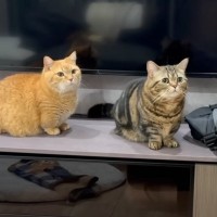 飼い主さんが『寝るよ』と2匹の猫に声をかけると…就寝前に見せた『可愛すぎる行動』が10万再生「羨ましすぎる」「マイペースでいいねｗ」