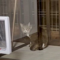 『愛猫が消えた…』行方不明になった猫を探して数日後→『予想外の場所』で発見された姿が20万再生「すごい所に隠れてた」「思わずもらい泣き」