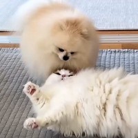 同居犬の激しすぎる“かまってアピール”→ブチギレていた猫が、夜になると…まさかの『人間の兄弟のような姿』に「なんだかんだで仲が良い」