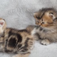 しつこくかまってくる兄に、弟猫がとった"可愛すぎる反撃方法"…思わず笑顔になる瞬間が反響「たまらん」「機敏すぎるｗ」の声