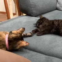 『性格が違いすぎる』2匹の猫→子猫時代を比べてみた結果が……「成長過程に泣いた」「個性があって可愛い」と7万4000再生の反響