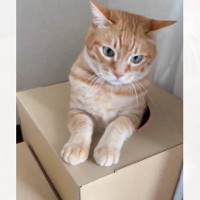 穴が開いた箱に入っている猫→潜るときの『手』を見てみると…『まさかのポーズ』がたまらないと228万表示「可愛すぎて声でたｗｗ」