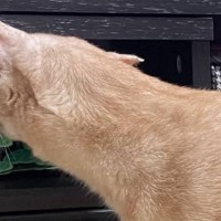 腰が引けた猫→『首から先』を見てみたら…あまりにも違う生物に見える『笑撃の光景』が64万5000表示「モンスター感ある」「東京都みたい」