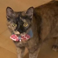 静かに立っている1匹の猫→"すぐ横"を見てみたら…『事件現場すぎる光景』が129万表示「完全に事件で笑った」「犯にゃんの動機は一体…」