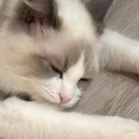 飼い主『いき倒れてる…！』廊下にいる猫を見てみると→思わず笑っちゃう瞬間が65万表示「の、呑みすぎにゃ」「しっかりしてｗ」