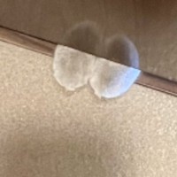 "トイレへの侵入"を試みる猫…閉まっている扉の下を見てみると→可愛すぎる瞬間が9万いいね「礼儀正しく侵入しようとしてるｗ」「かわいいｗ」