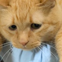 娘に抱っこで運ばれる猫→表情を見てみると…『全てを諦めきったかのような姿』が258万表示「またかみたいな顔ｗ」「可愛いｗ」