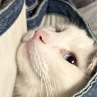 『パパがキッチンで洗い物をしている』と思ったら、猫と……ママ驚きの『まさかの光景』が4万いいね「優しい旦那さん」「うっとりしてるね」