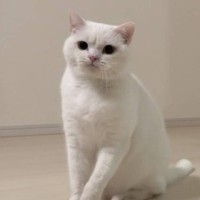 『イライラしている時』と『困っている時』の猫の表情を比較したら…思わず笑っちゃう光景が144万表示「ちゃんと違うｗ」「シワが深いｗ」