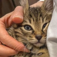 猫のいる会社なので…『休憩中』の様子を見てみると→羨ましすぎる光景が824万表示「残業してでもやりたい」「ご褒美タイム」と絶賛の声