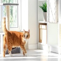 猫暮らしでも実現できる『お部屋をすっきり見せる』アイデア5選　愛猫の安全にもつながって一石二鳥！