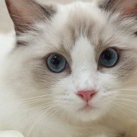 『猫を初めてお迎えする人』にピッタリな猫種3選　性格や注意点をチェックしてから選んで