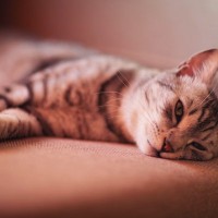 猫が『グルーミング』をしない4つの理由　急にしなくなるのはトラブルのサインかも