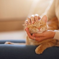 愛猫にとって『猫生で最高に幸せ♡』と感じる3つの瞬間　喜んでいるサインもご紹介