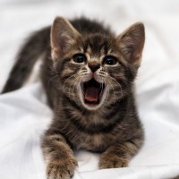 『鳴きグセがひどい猫』への対処法5選　延々と鳴き続けるのは、なぜ？