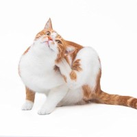 猫の体から出る『白い粉』の正体とは？考えられる3つの原因　病気のサインなの？