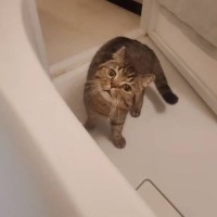 『ふろキャンしたほうがいいのかな…』飼い主さんがお風呂に入るたびに『心配しちゃう猫』が61万再生「犬も来たｗｗ」「ちょーかわいい」