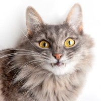 猫の口から『牙が見えている』のはおかしい？考えられる原因と対処法　治療が必要な場合も