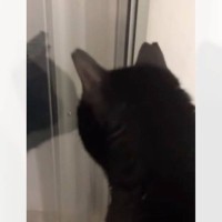 リビングから『とてつもない猫の叫び声』→いるの誰か？と聞いてみたら…まさかの返事が76万再生「ロコーンｗｗ」「ロコーン可愛すぎる」