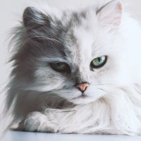 猫の『鼻の色』は変わることがある！？考えられる原因3選　そもそも鼻の色は何パターン？