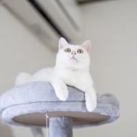 猫がいる部屋に『ゴキブリ』が出た！退治や駆除にあたって気をつけるべき5つのこと
