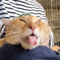 ボス猫をブラッシングしたら、気持ち良すぎて…爆笑必至の『変顔』が145万表示「とんでもネェお顔ｗ」「町のアイドルだったのに…ｗ」