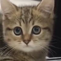 元気に遊んでいた『パヤパヤ子猫』が５年後…想像していたのと違った『現在の様子』が38万再生「色んな貫禄がｗ」「イケメンだったのに…」