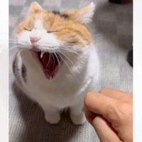 眠そうな猫が夜中に部屋にやって来ると…『可愛すぎるおやすみ報告』が250万再生の反響「子供だと思われてる説」「退場まで完璧すぎる」