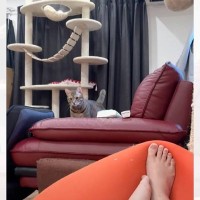 特に意味もなく猫の名前を呼んでみたら…忠犬ならぬ"忠猫っぷりが凄すぎる"反応が10万再生「謎の後退りで全部持ってかれたｗ」「愛が凄いｗ」