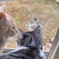 寒い雨の日、3時間以上も窓の外で鳴き続けていた『ガリガリの野良猫』→家猫が集まってきて…泣ける光景が84万再生「涙が出た」「感動した」
